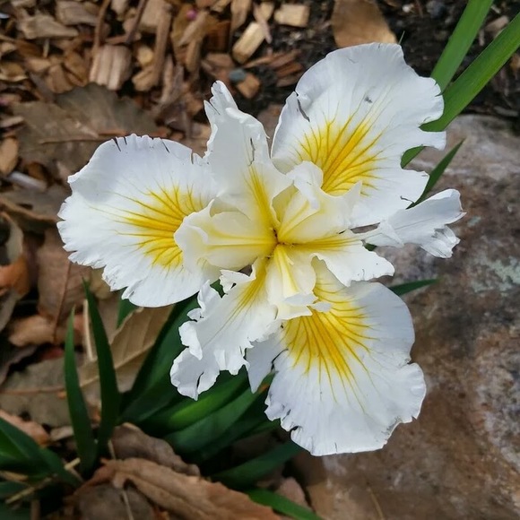 Meet your Posher, Timmee - Picture 1 of 1